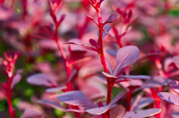 Berberis