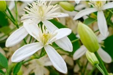 Trachelospermum jasminoides