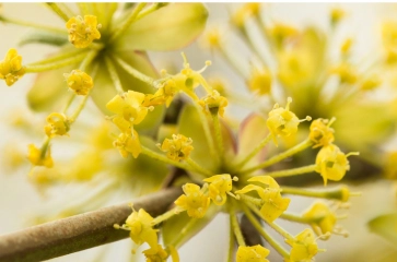 Cornus