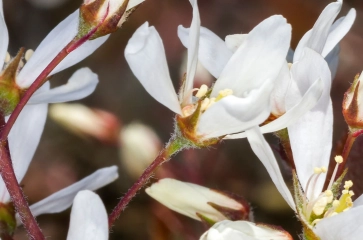 Amelanchier