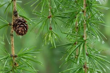 Larix kaempferi