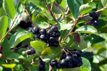 Aronia