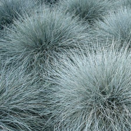 Festuca glauca 'Elijah Blue'