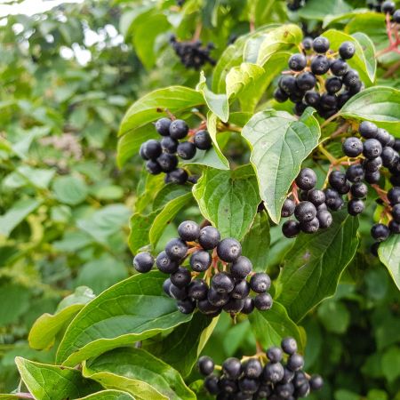 Sort aronia 30-40 cm WG