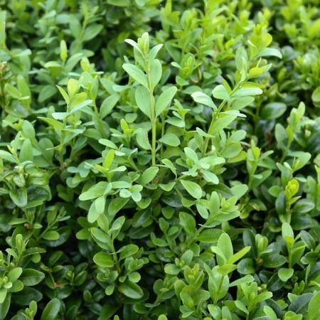 Buxus sempervirens