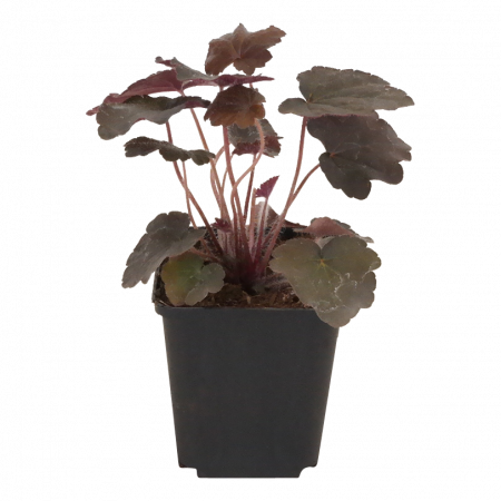 Heuchera micrantha 'Palace Purple'