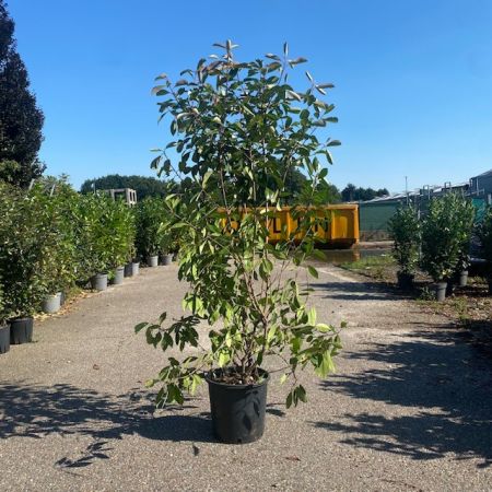 Photinia fraseri 'Red Robin'