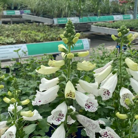 Digitalis purpurea 'Dalmatian White'