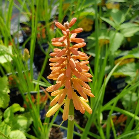 Kniphofia uvaria