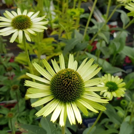 Echinacea purpurea 'Green Jewel'