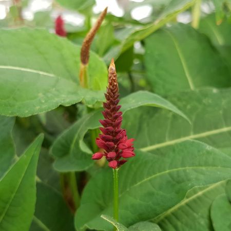 Persicaria amplexicaulis 'Blackfield'