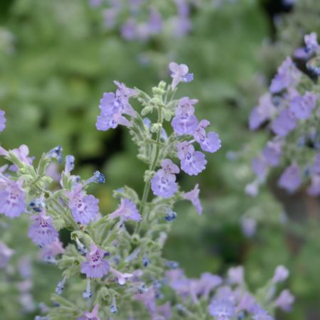 Nepeta faassenii 'Walker's Low'