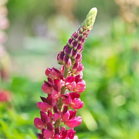 Lupinus 'My Castle'