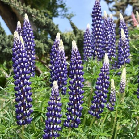 Lupine 'The Governor'