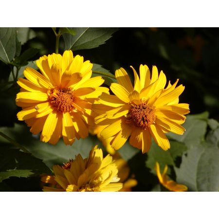 Rudbeckia nitida 'Herbstsonne'