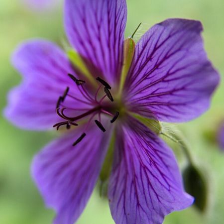 Geranium 'Philippe Vapelle'