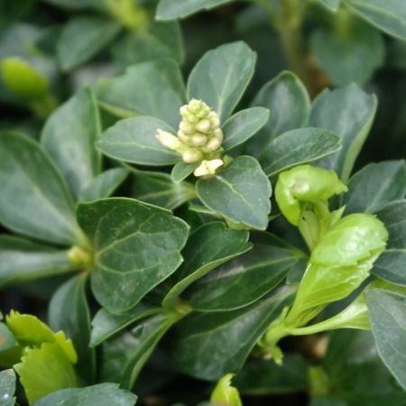 Pachysandra terminalis 'Green Sheen'